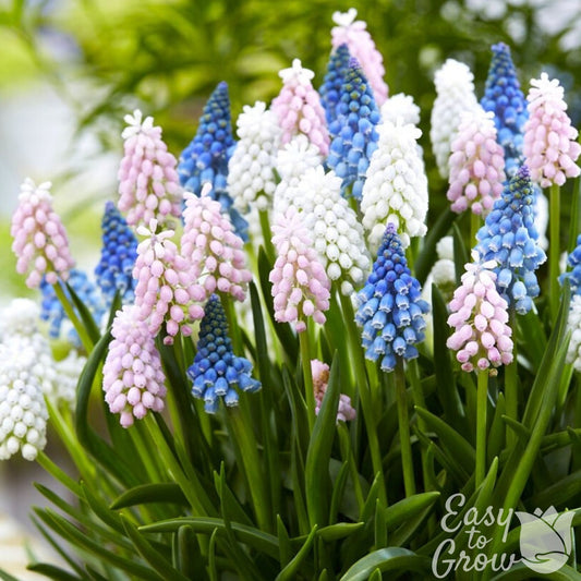 mix of pink, white and violet-blue muscari blooms