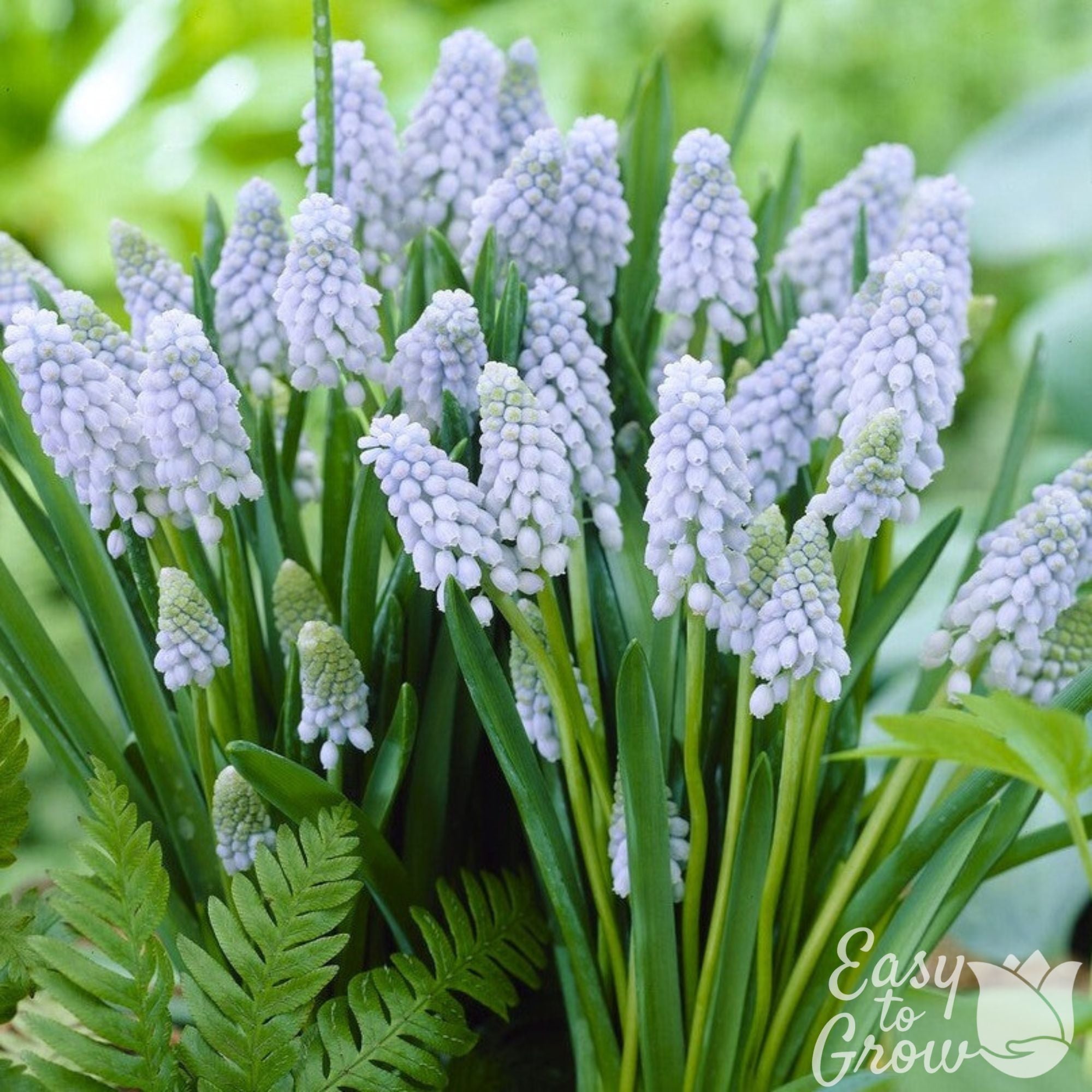 Muscari Grape Hyacinth Valerie Finnis - Thumbnail 4