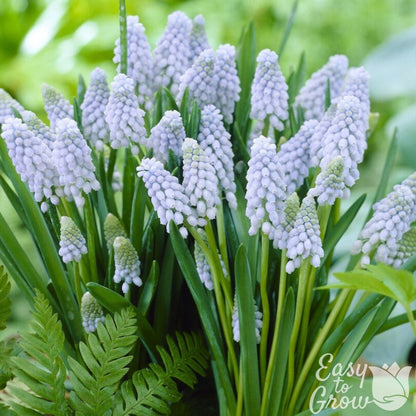 Muscari - Grape Hyacinth Valerie Finnis