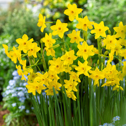 Yellow Narcissus Tazetta Baby Boomer Daffodil in garden