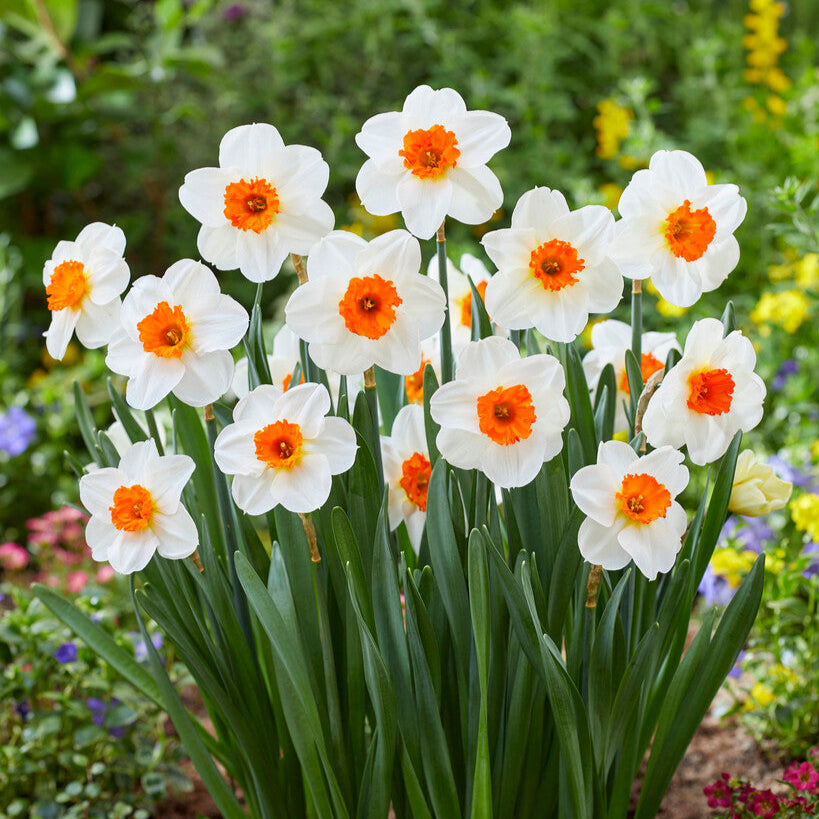 White Daffodil with Orange throat Narcissus Barrett Browning