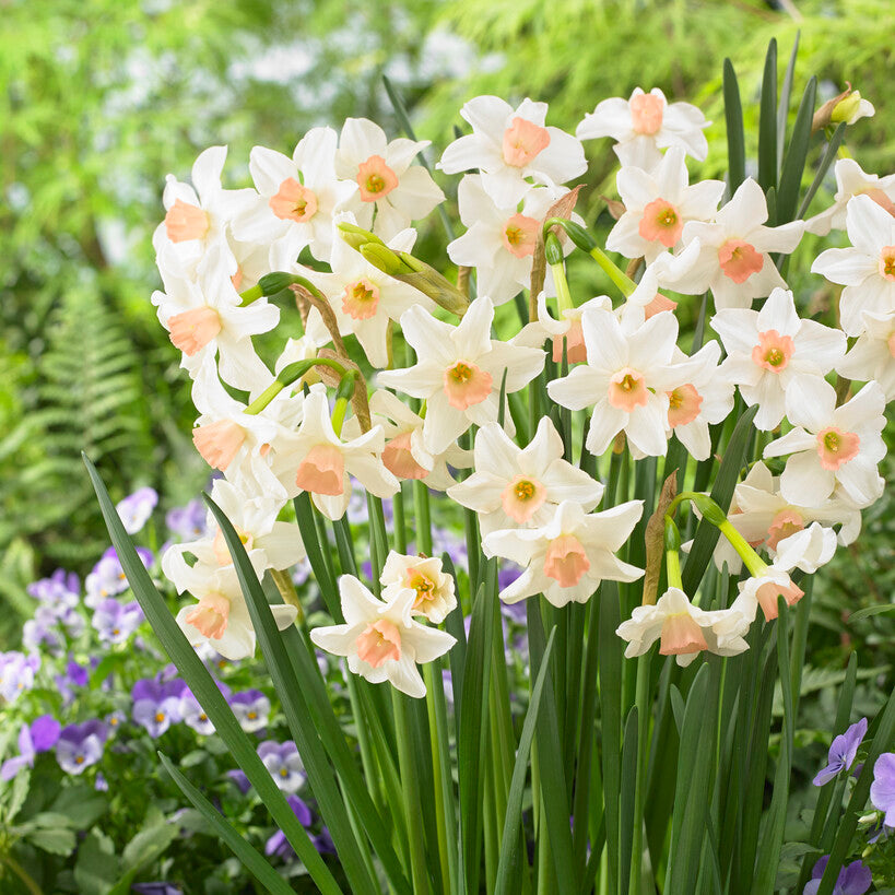 White and pink daffodil bell song in garden