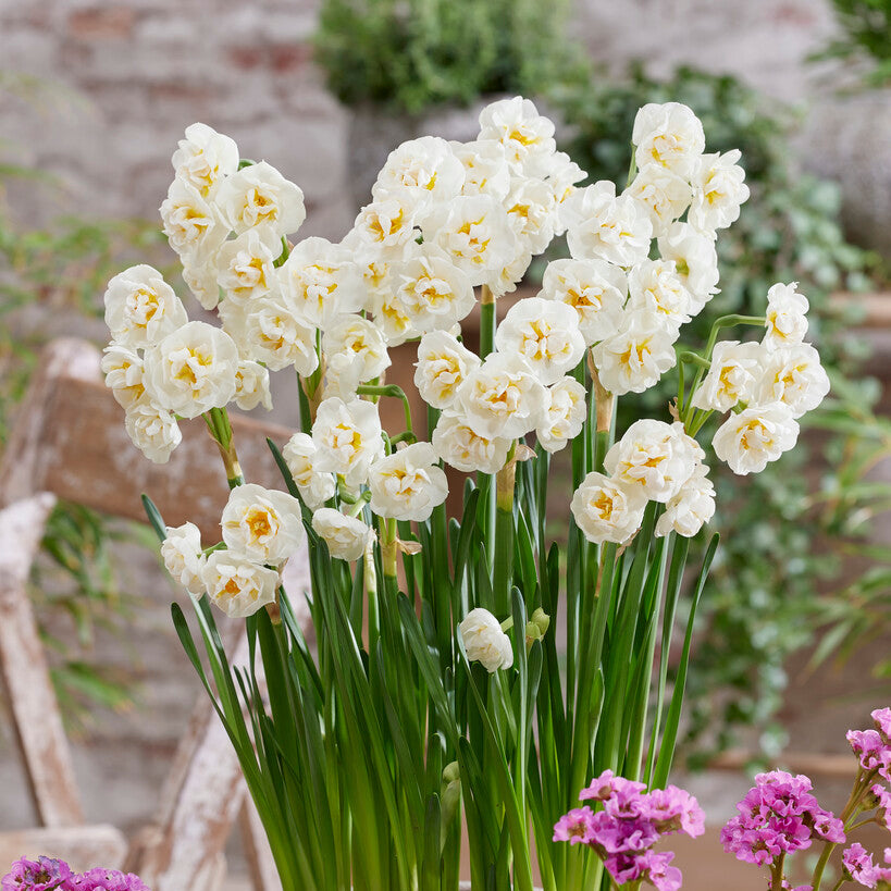 Double Flowering Narcissus White Bridal Crown Daffodil