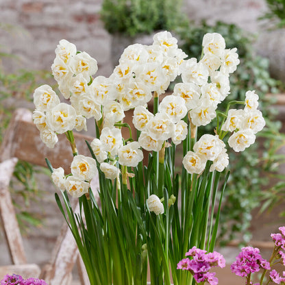 Double Flowering Narcissus White Bridal Crown Daffodil