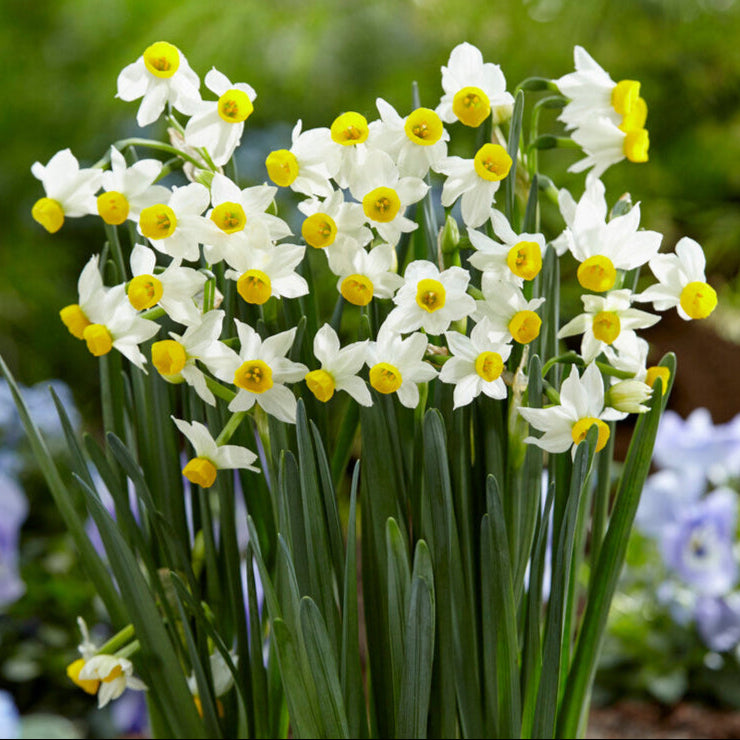 White and yellow daffodil canaliculatus in garden