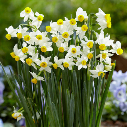 White and yellow daffodil canaliculatus in garden