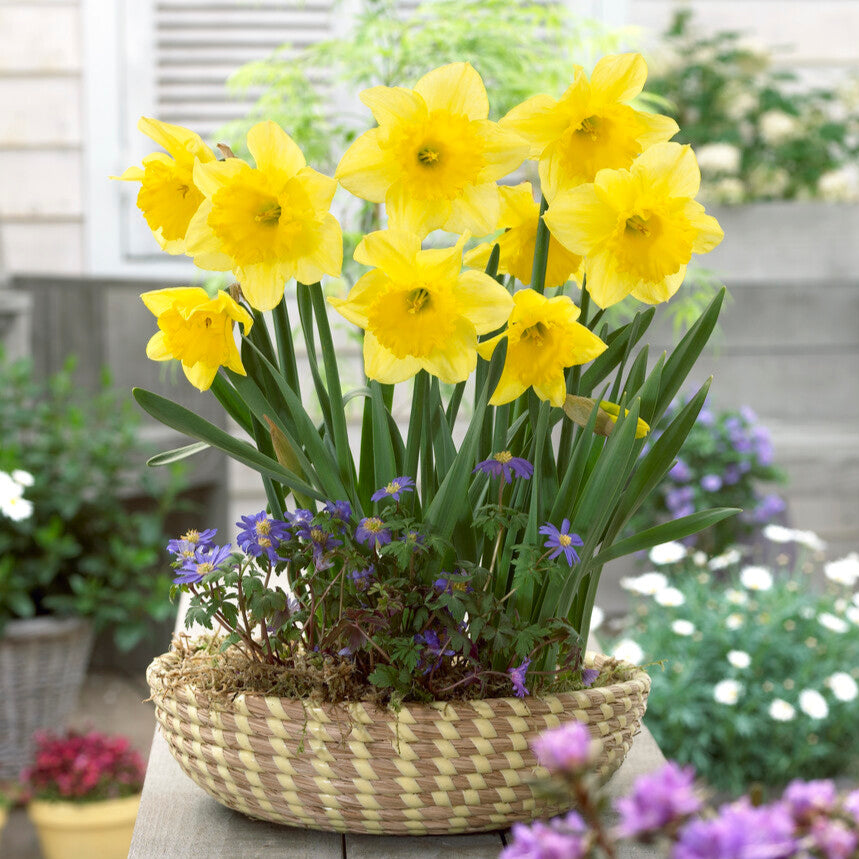 Yellow Daffodil Carlton in Flower Pot