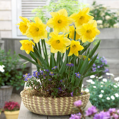 Yellow Daffodil Carlton in Flower Pot