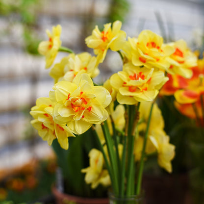 A bunch of Narcissus Tahiti features golden yellow blooms with orange-red inner petals