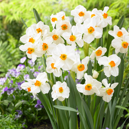 White with orange center narcissus geranium