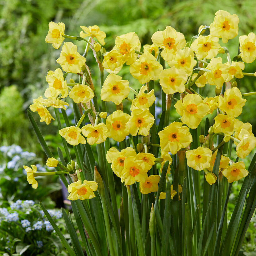 Yellow and Orange daffodil golden dawn in garden