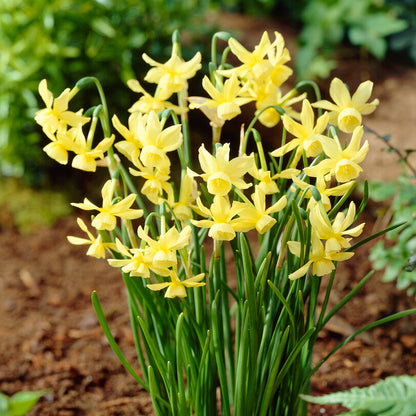 Yellow Petite Daffodil Hawera