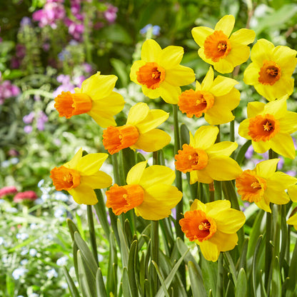 Group of Yellow Narcissus Jetfire in Garden