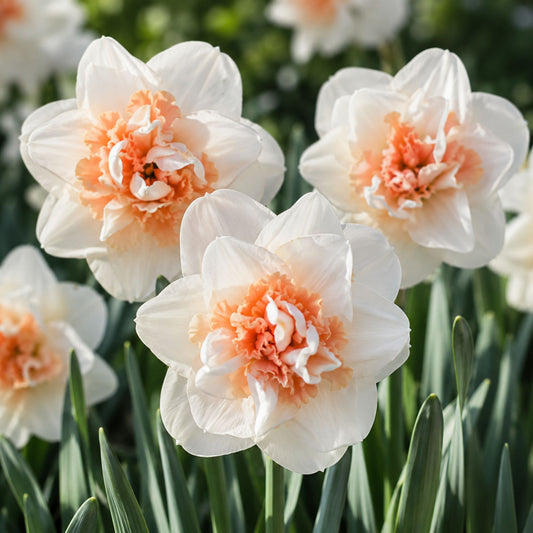 Narcissus - My Story