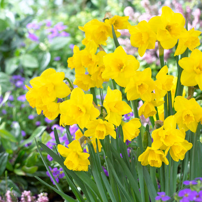 Yellow Narcissus in Garden Daffodil Quail