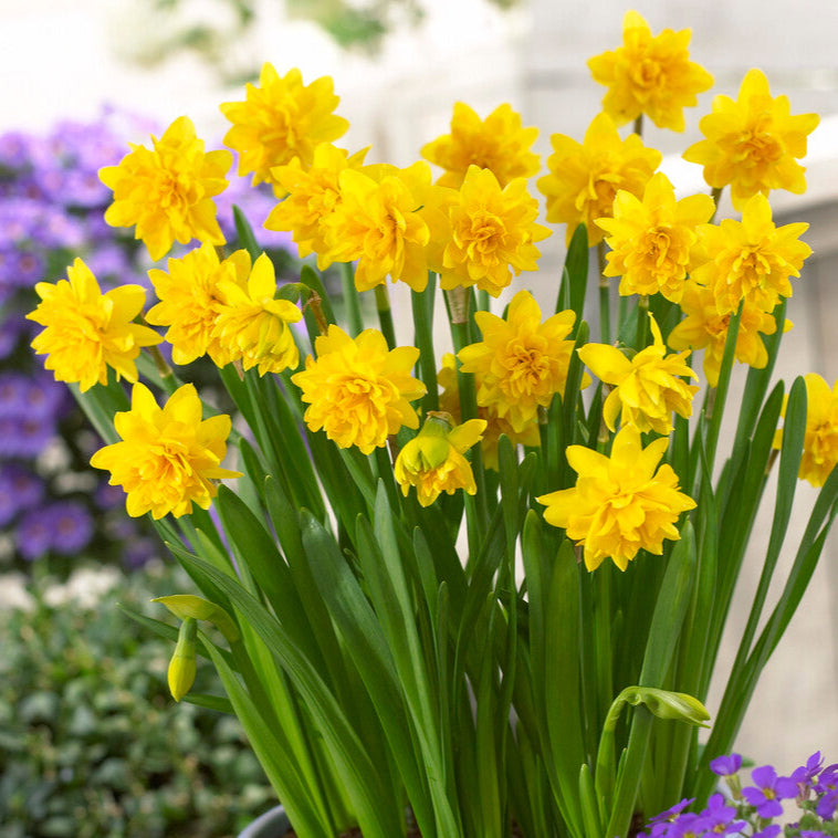 Double Daffodil Tete a Tete Yellow in Pot