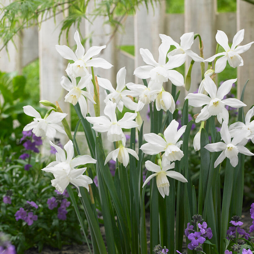 White Narcissus Thalia in garden