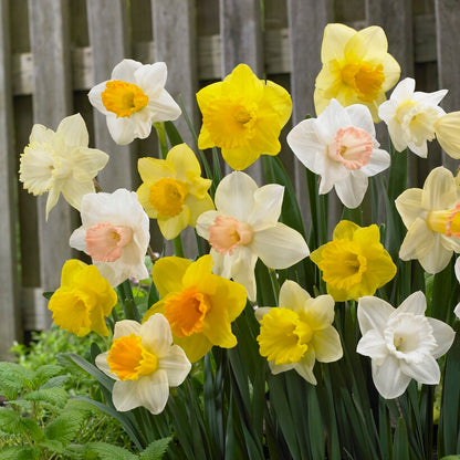 Trumpet Daffodil Colorful Mix