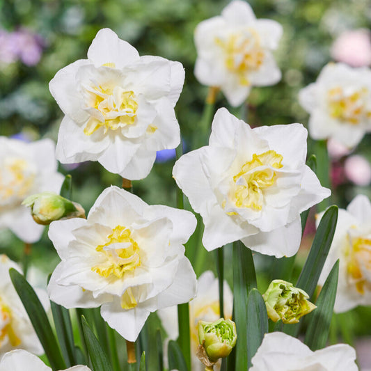 White and Yellow Double Flowering Narcissus White Lion