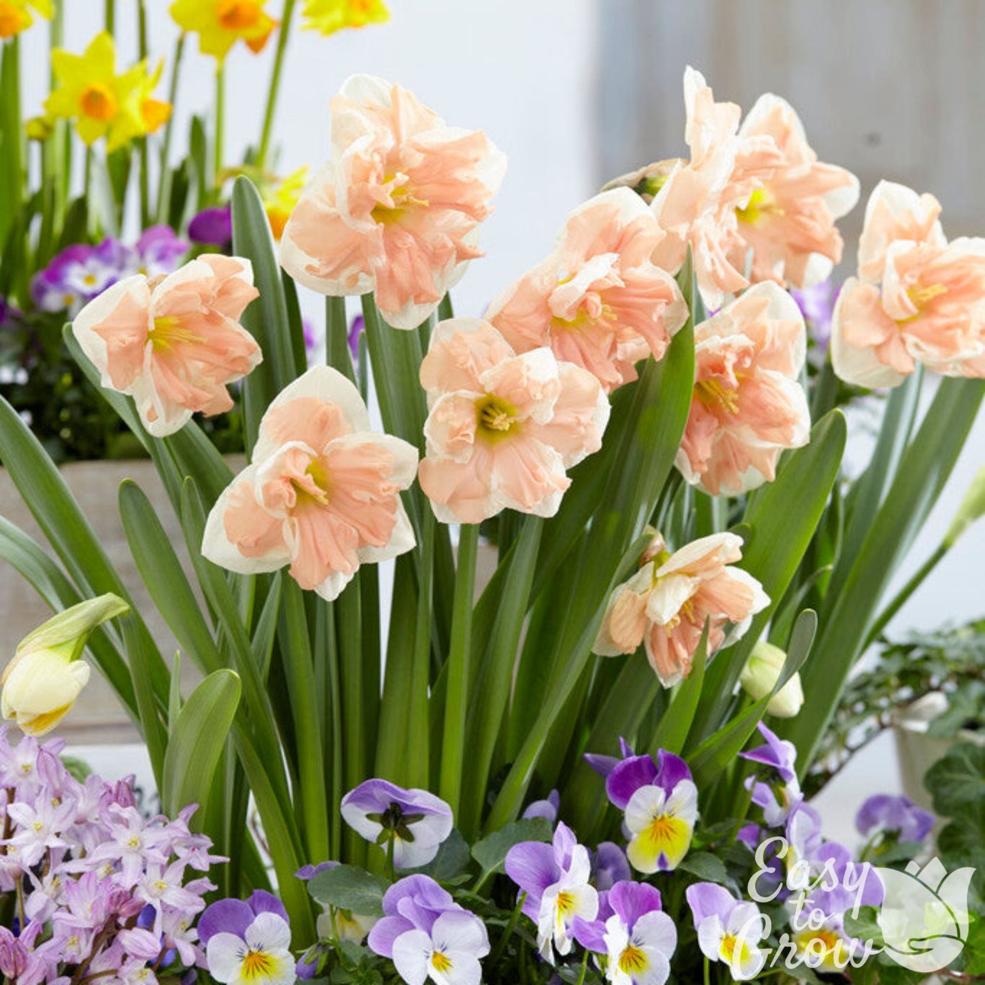 Peach and white daffodil Apricot Whirl in container