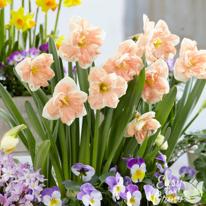 Peach and white daffodil Apricot Whirl in container