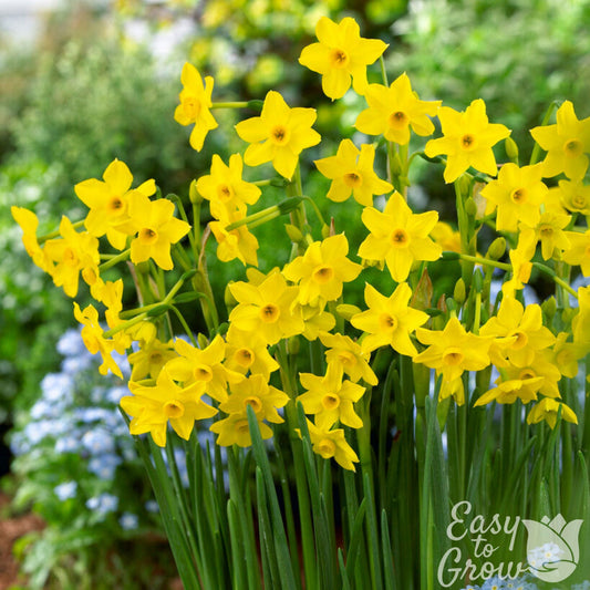 Yellow Narcissus Tazetta Baby Boomer Daffodil in garden