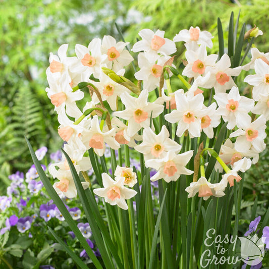 White and pink daffodil bell song in garden