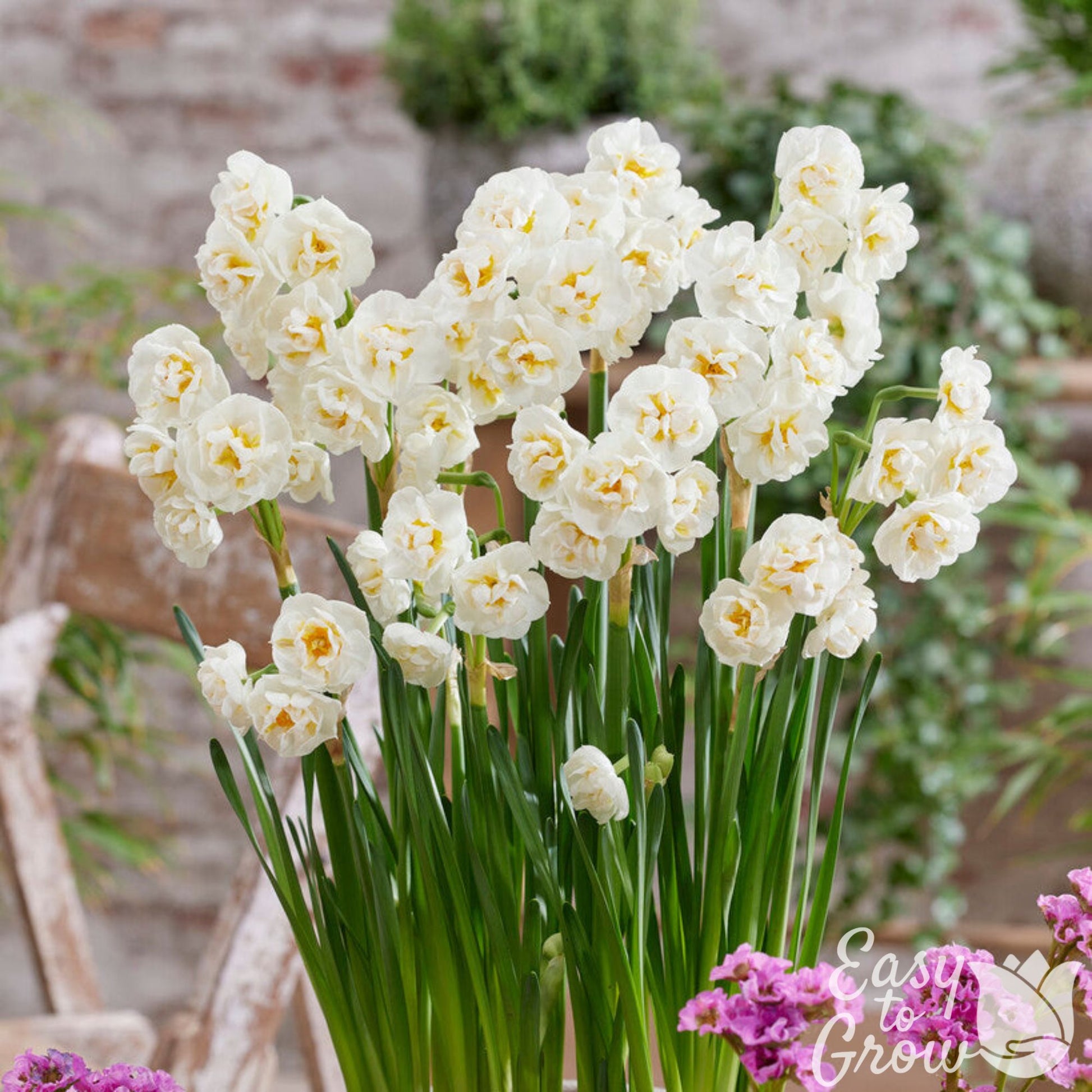 Double Flowering Narcissus White Bridal Crown Daffodil