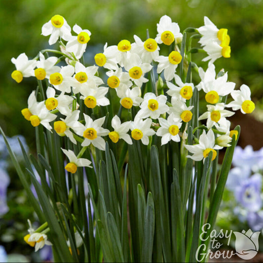White and yellow daffodil canaliculatus in garden