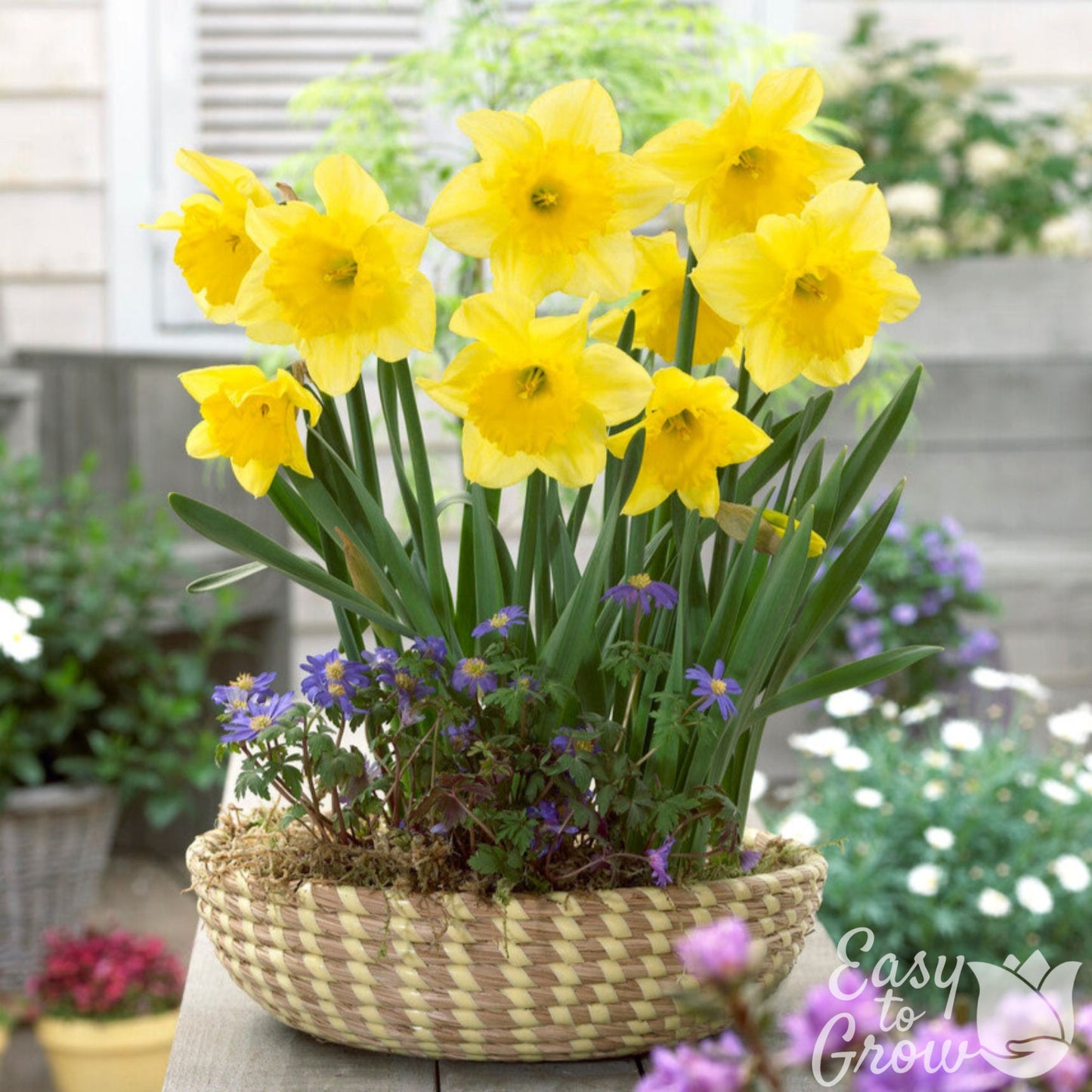 Yellow Daffodil Carlton in Flower Pot