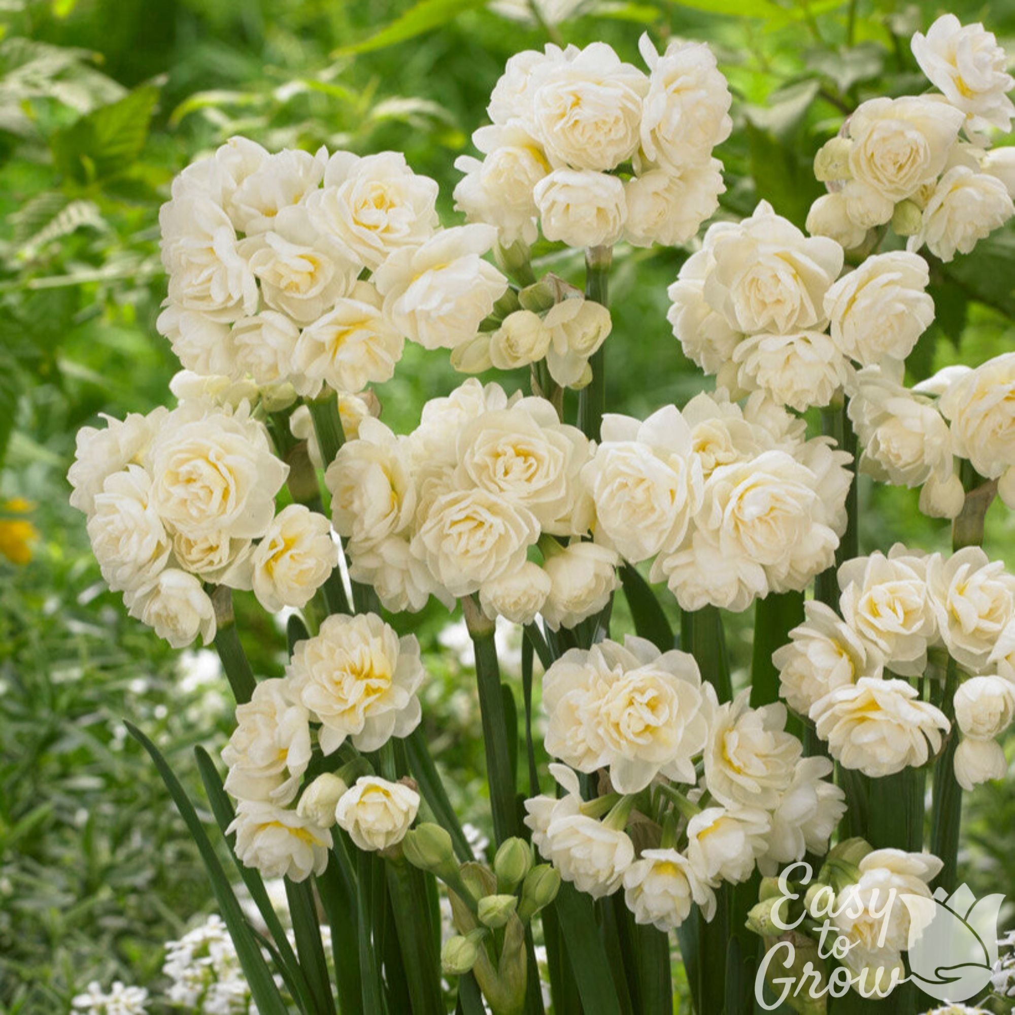 Easy to Grow Bulbs Narcissus Daffodil Erlicheer - Thumbnail 4
