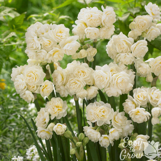 Double flowering white Narcissus Erlicheer in garden
