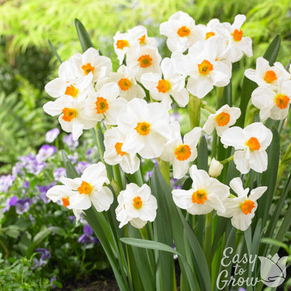 White with orange cups narcissus daffodil geranium