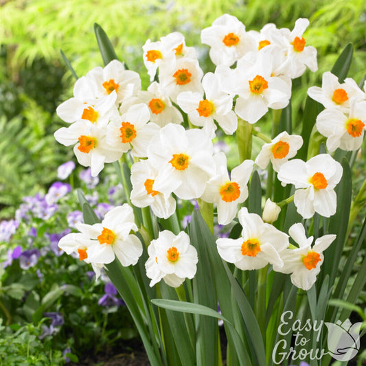 White with orange cups narcissus daffodil geranium
