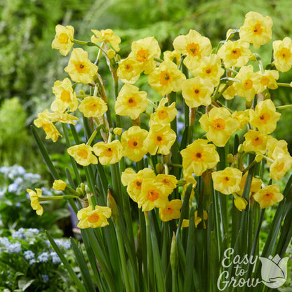 Yellow and orange Daffodil Golden Dawn in garden