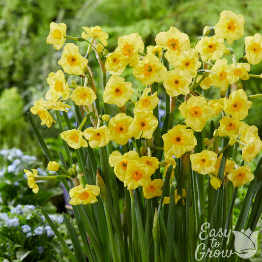 Yellow and orange Daffodil Golden Dawn in garden