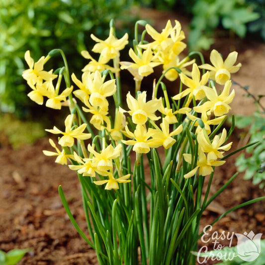 Yellow Petite Daffodil Hawera in bloom
