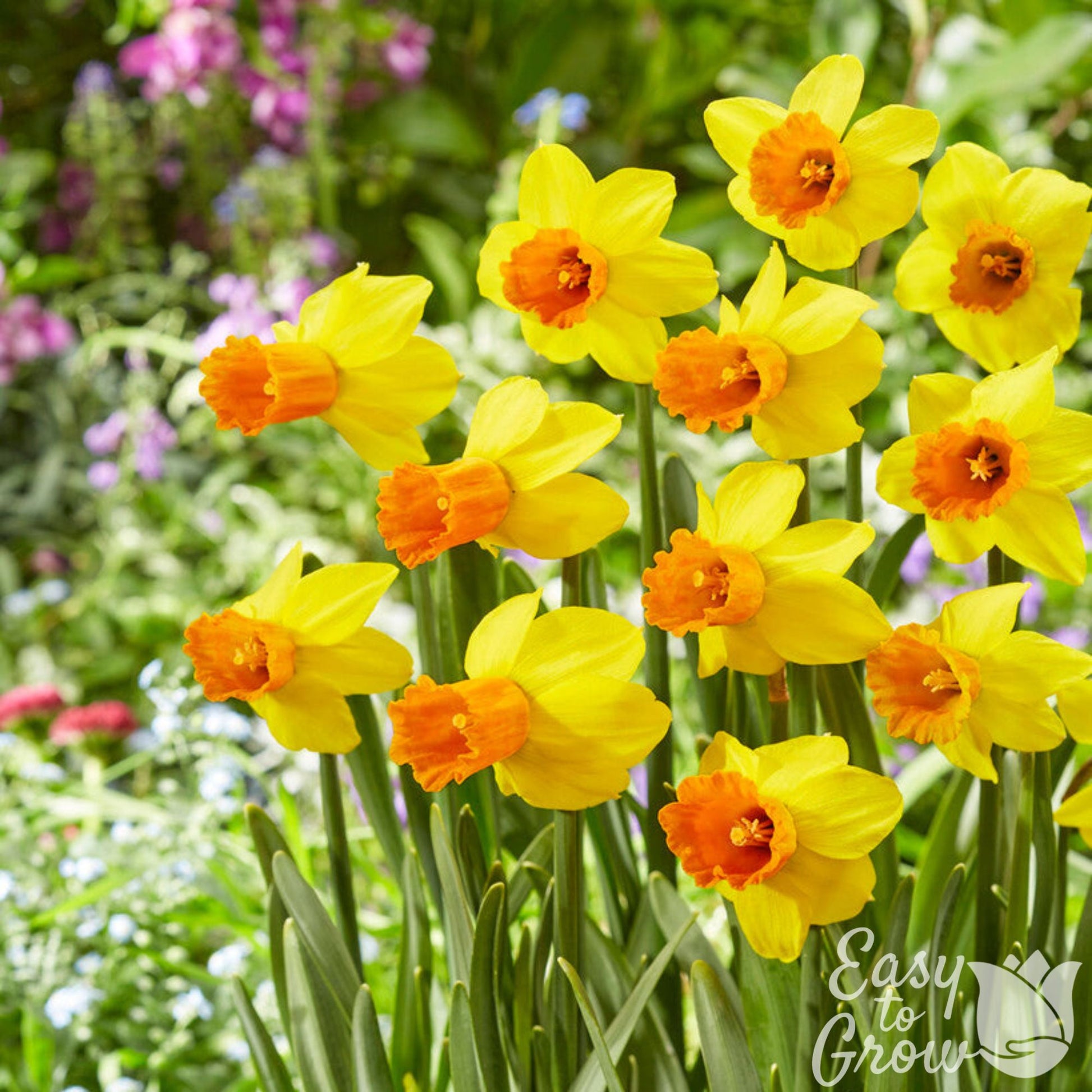 Group of Yellow Narcissus Jetfire in Garden