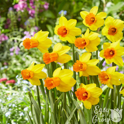 Group of Yellow Narcissus Jetfire in Garden