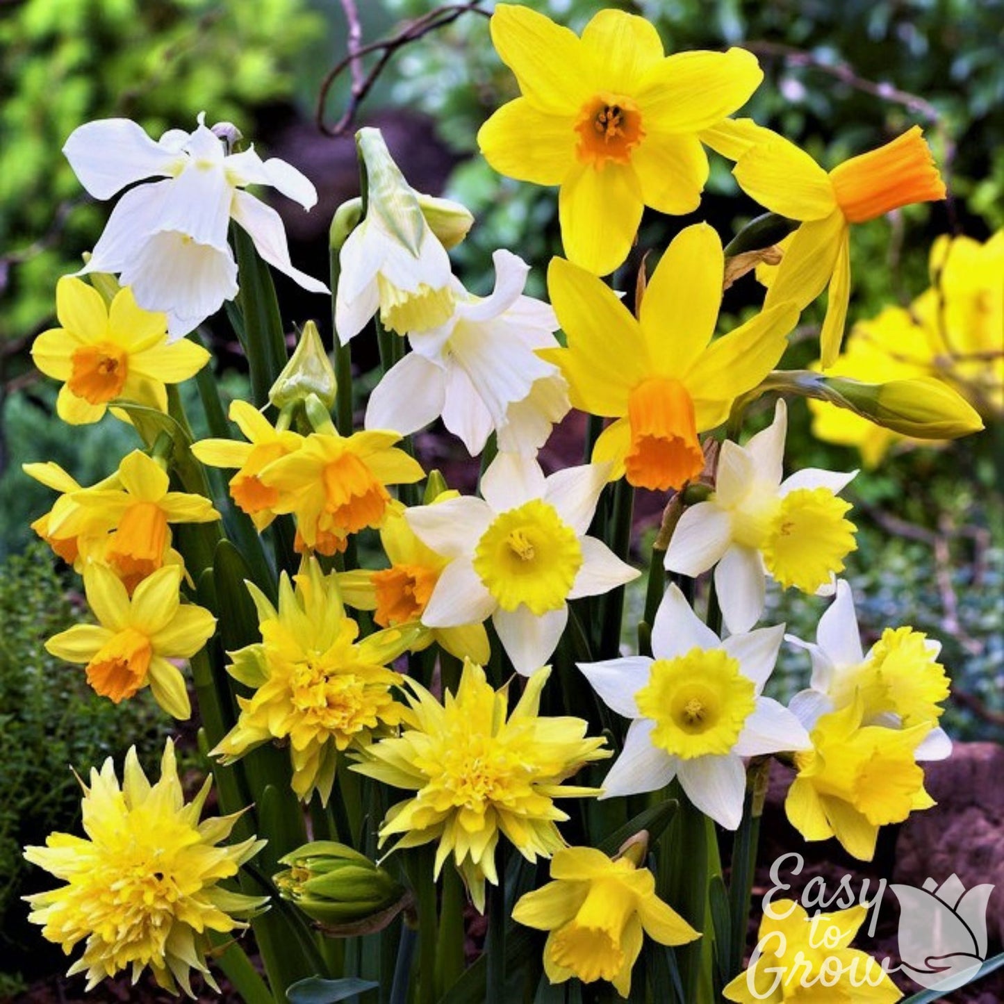 Mix of various yellow and white Daffodils