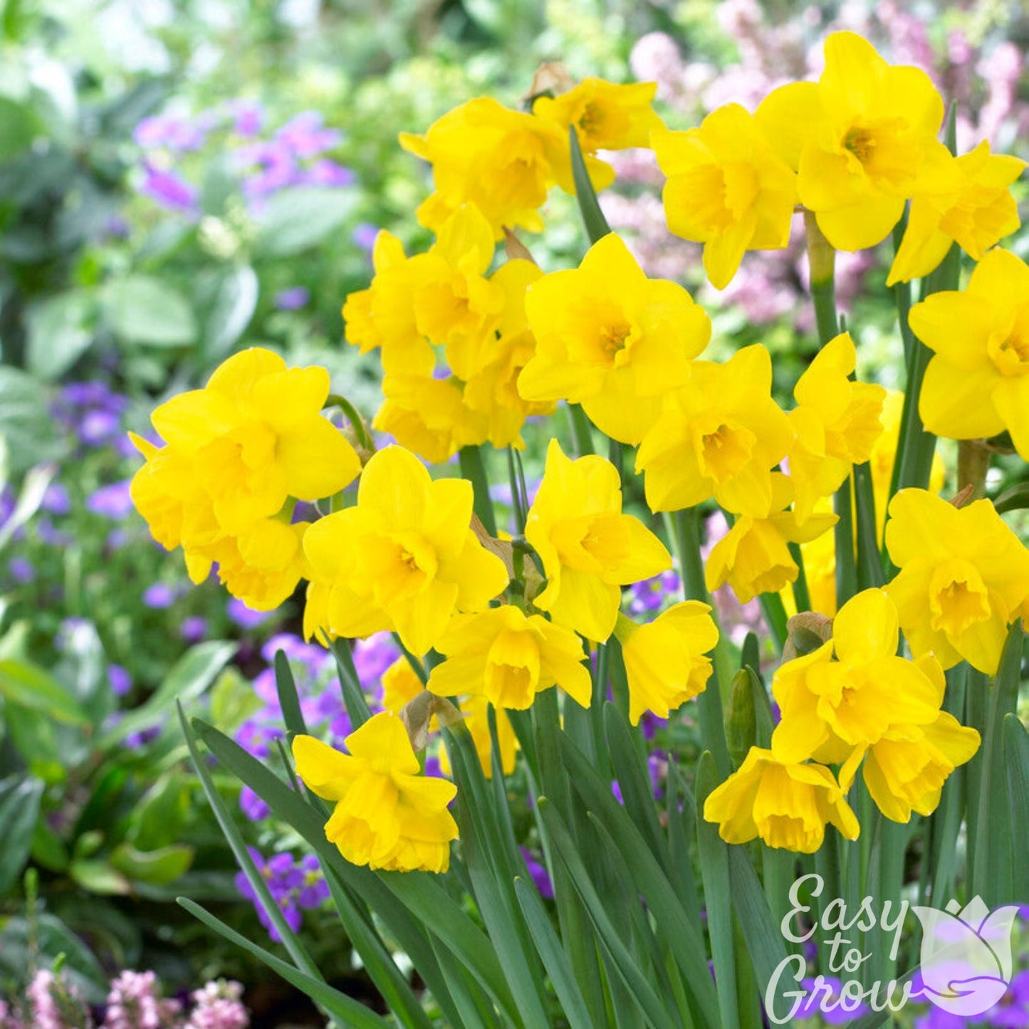 Yellow daffodil Quail blooming in the garden