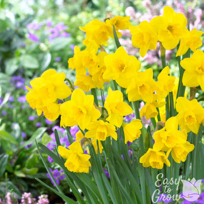 Yellow daffodil Quail blooming in the garden