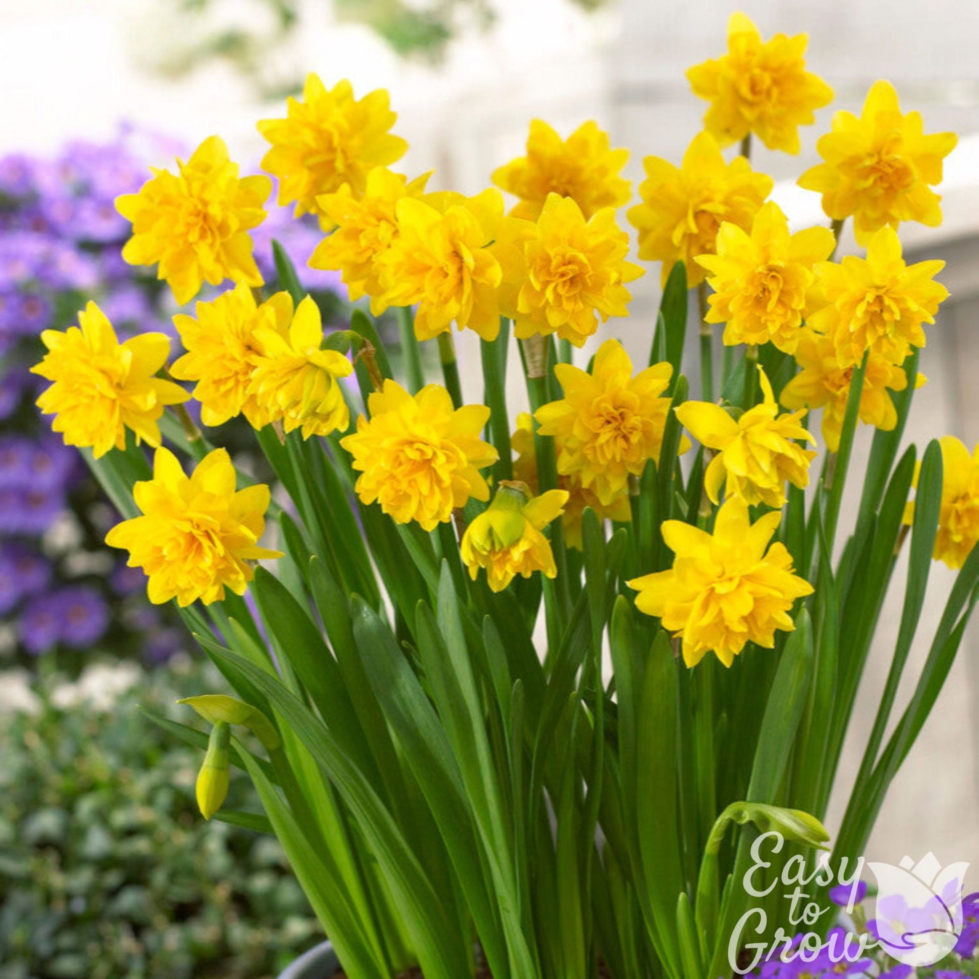 Double Daffodil Tete a Tete Yellow blooming in a pot