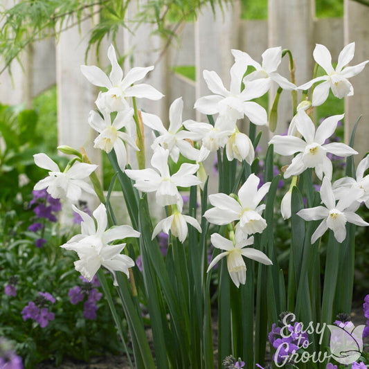 White Narcissus Thalia in garden