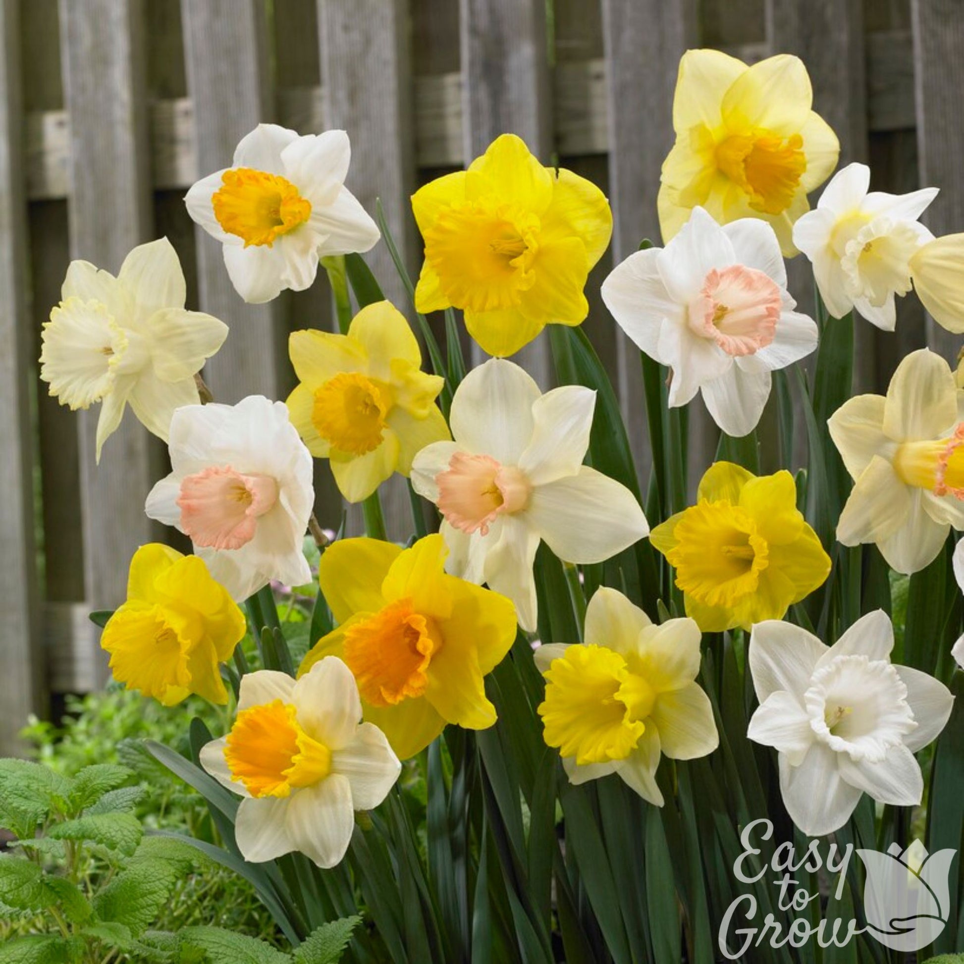 Trumpet Daffodil Colorful Mix