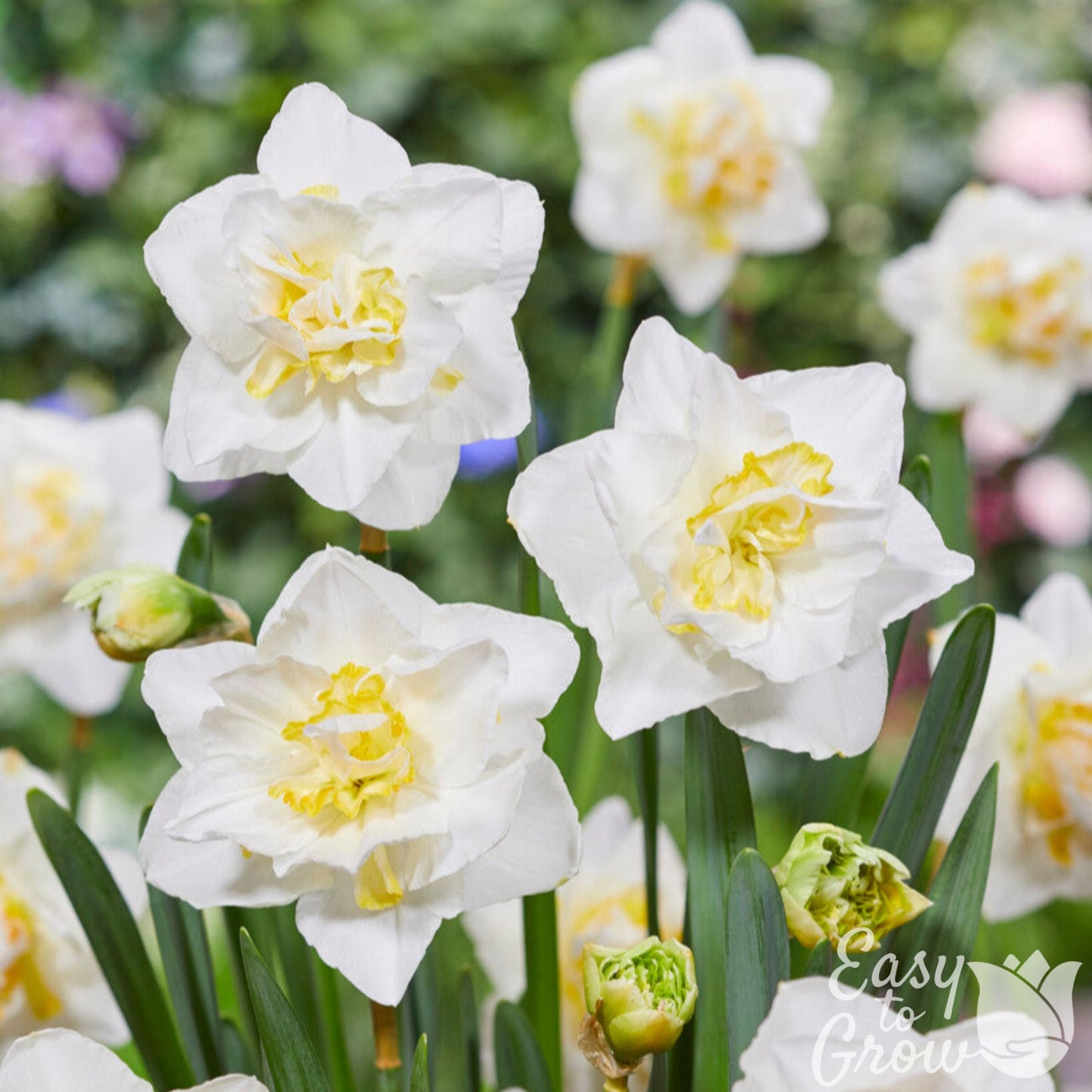 White and Yellow Double Flowering Narcissus White Lion