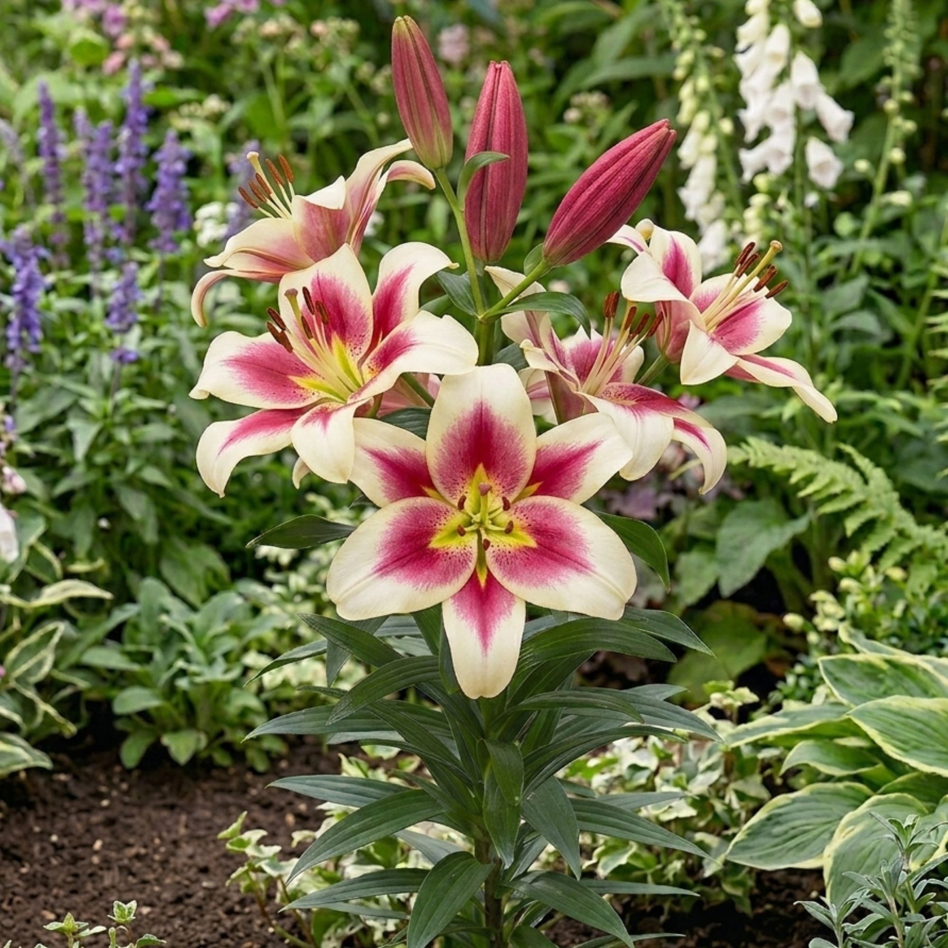 lilies white and pink Easy to Grow Bulbs Lilium