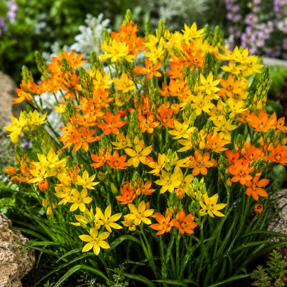 Ornithogalum - Summer Mix
