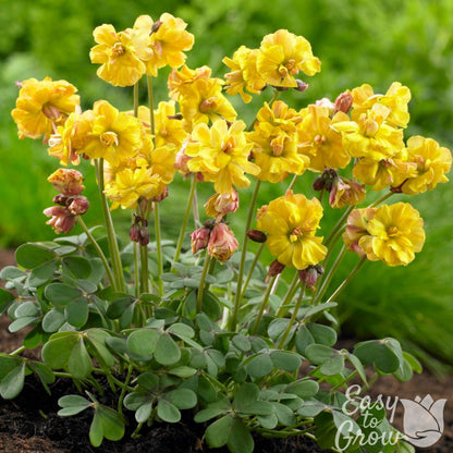 Yellow Blooms of the Double Trouble Oxalis 