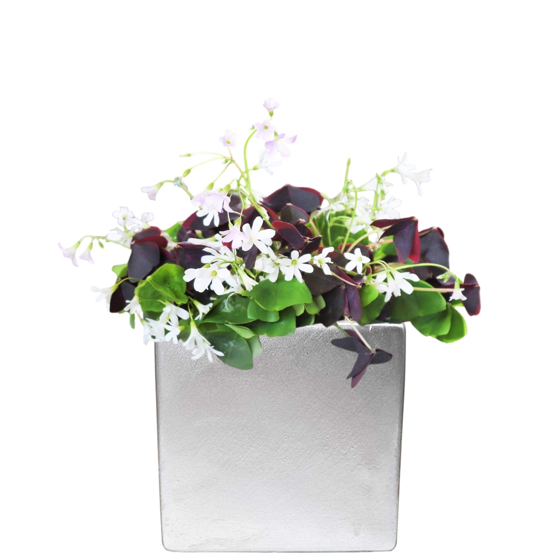 planting oxalis bulbs in pots Oxalis